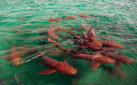 Amazing Snorkeling Tour photo 3