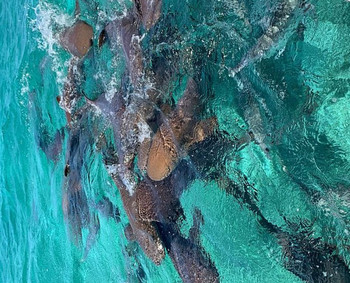 Full Day Snorkeling Experience  photo 2