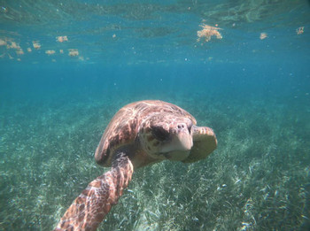 Full Day Snorkeling Experience  photo 5