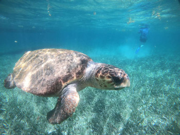Full Day Snorkeling Experience  photo 4