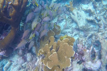 Full Day Snorkeling Experience  photo 3