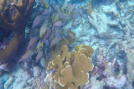 Full Day Snorkeling Experience  photo 3