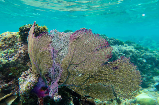 Half Day Snorkeling Adventure photo