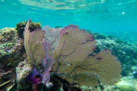 Half Day Snorkeling Adventure