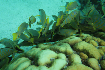 Half Day Snorkeling Adventure photo 3