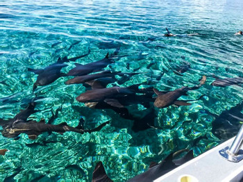 Half Day Snorkeling Adventure photo 2