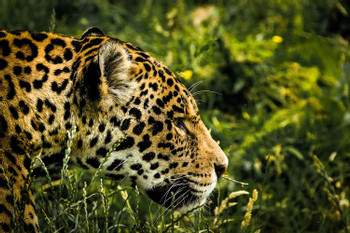 Settle Into Life in Paradise – The Best Tours in Hopkins, Belize