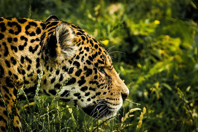 Cockscomb Jaguar Hiking Photo