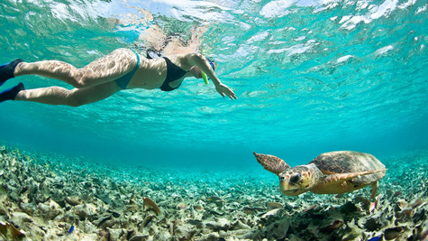Half Day Snorkeling Adventure
