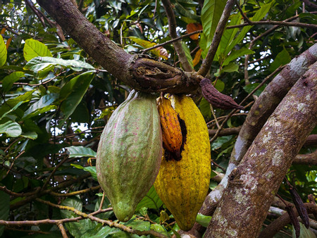 Maya Chocolate Tour Adventures