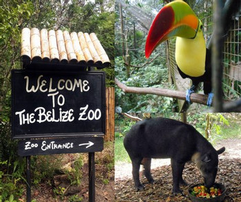 Amazing Cave Tubing and Belize Zoo photo 2