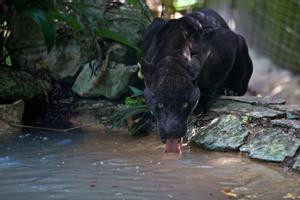 Amazing Cave Tubing and Belize Zoo photo 5