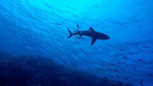 Amazing Exploration - Shark Hole (3 Dives) Photo