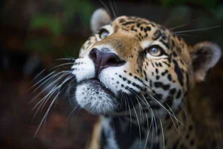 Jaguar Preserve photo 3