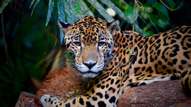 Jaguar Preserve Experiences