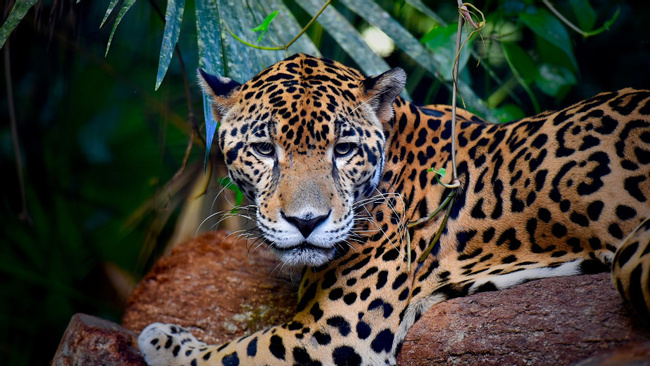 Jaguar Preserve Photo
