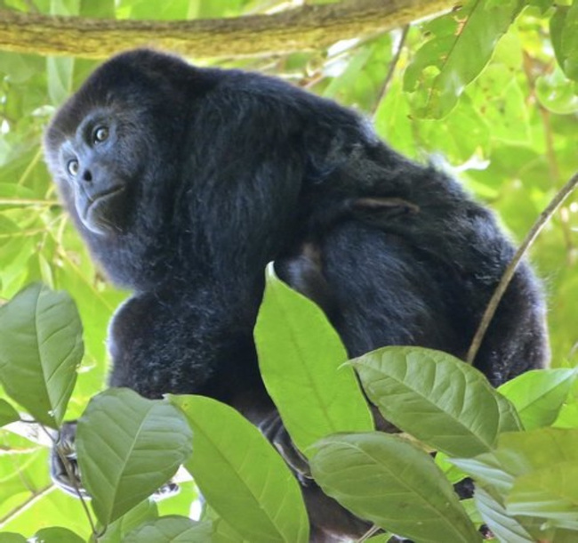 Monkey River Adventure Photo