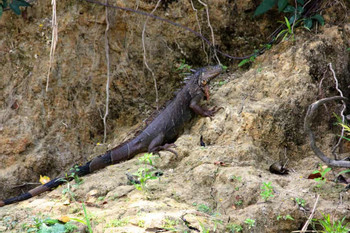 Monkey River Adventure photo 4