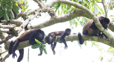 Monkey River Adventure photo 3