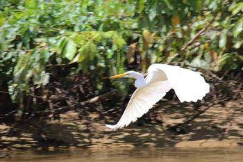 Monkey River Adventure photo 2