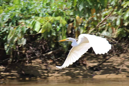 Monkey River Adventure photo 2