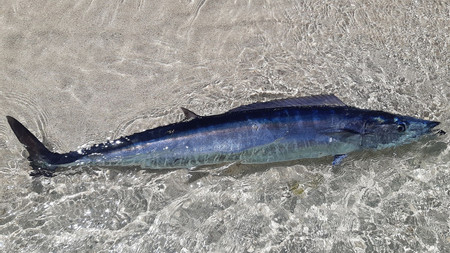 Outer Reef & Deep-Sea Fishing Adventure photo 3