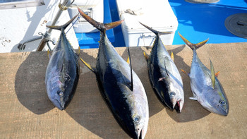 Outer Reef & Deep-Sea Fishing Adventure photo 5