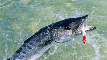 Outer Reef & Deep-Sea Fishing Adventure photo 4