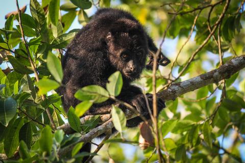 Monkey River Wildlife Adventure Belize