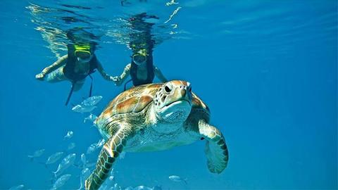 Tour de Snorkel  o Buceo de 2 Tanques 