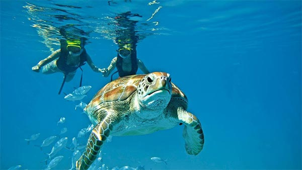 Tour de Snorkel  o Buceo de 2 Tanques  photo