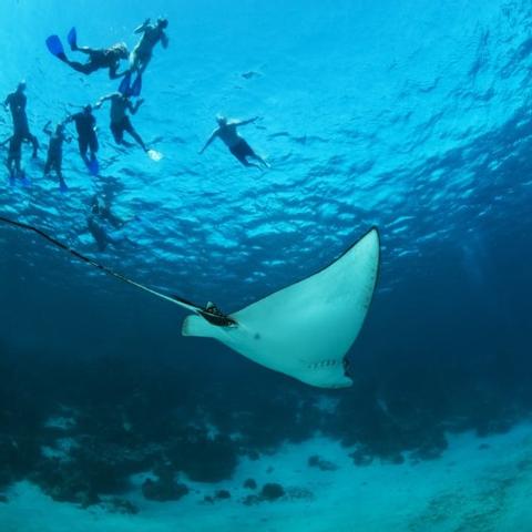 Snorkel or Diving -2 Tanks Tour Belize