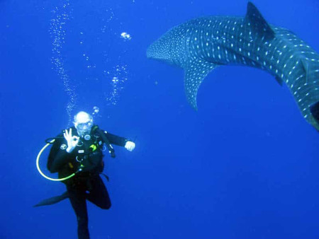Whale Shark Experience photo 2