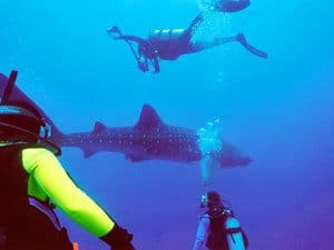 Whale Shark Experience photo 3