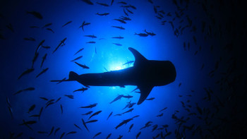 Whale Shark Experience photo 5
