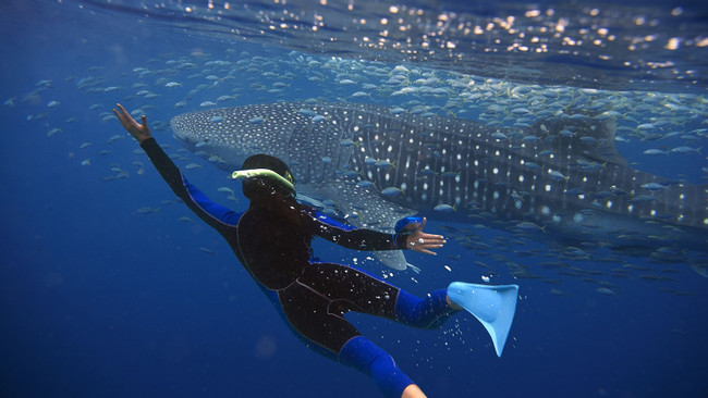 Whale Shark Experience photo