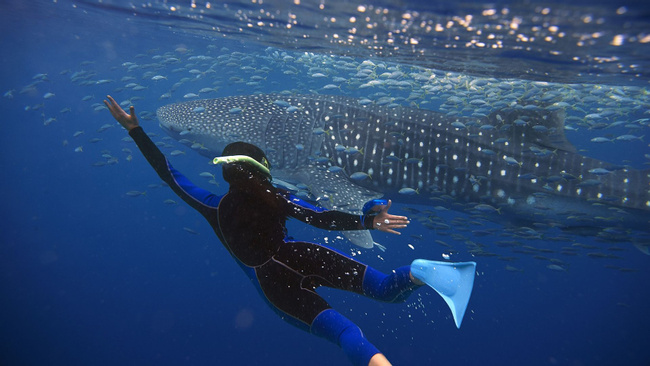Whale Shark Experience Photo