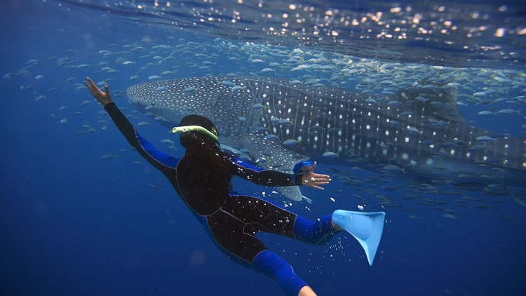 Whale Shark Experience