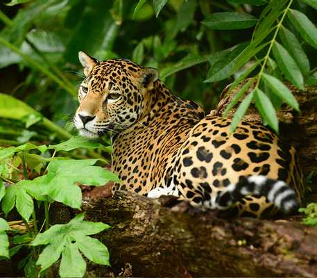 Jaguar Preserve Tour