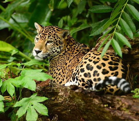 Tour para la protección del Jaguar