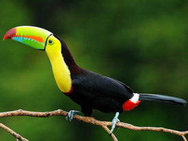 Birding Tour Experience - Half Day