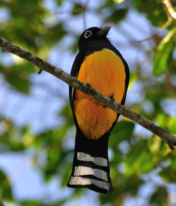 Birding Tour Experience - Half Day