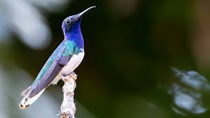 Birding Tour Experience - Full Day photo 2