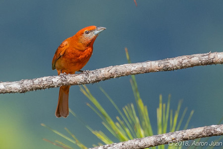 Birding Tour Experience - Full Day photo 3