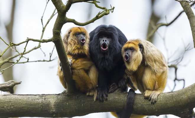 Jungle Wildlife Adventures, Belize