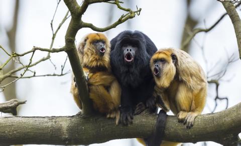 Jungle Wildlife Adventures Belize