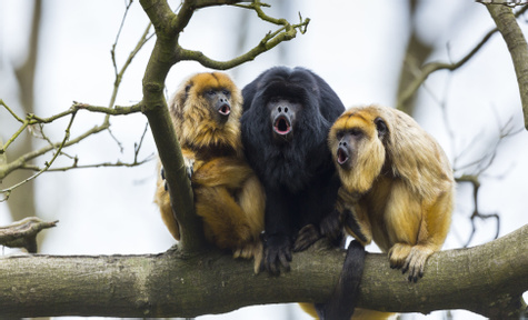 Jungle Wildlife Adventures