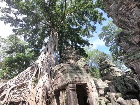 Angkor Archaeological Park Cambodia