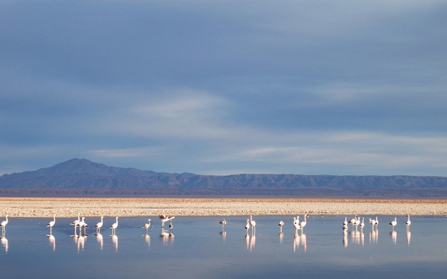Excursion to Altiplanic Lagoons