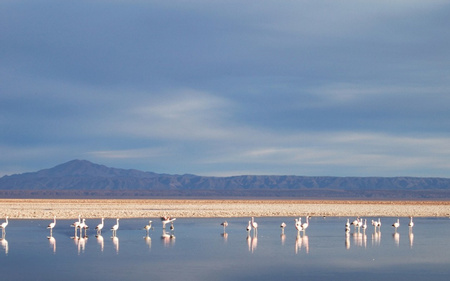 Excursion to Altiplanic Lagoons